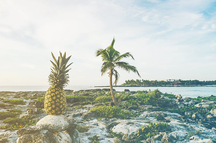 beach, coast, fruit, island, ocean, outdoors, palm tree