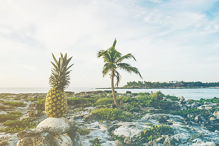 beach, coast, fruit, island, ocean, outdoors, palm tree