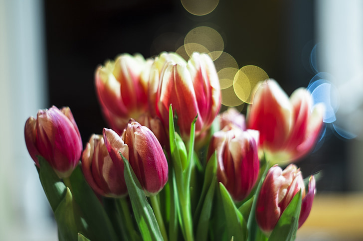květ, kytice, tulipány, květinové kytice, květinové, jaro, okvětní lístek