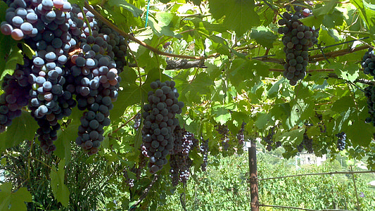 grapes, grapevine, agricultural, fruit, vineyard, winery, vine