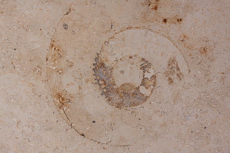 petrifikace, fosilní nautilus, fosilní, desky vápenec Solnhofen, vápenec, Jura, leštěný povrch
