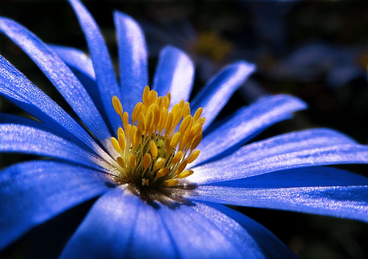 Anemone de, blau, planta, flor, flor, primavera, flor