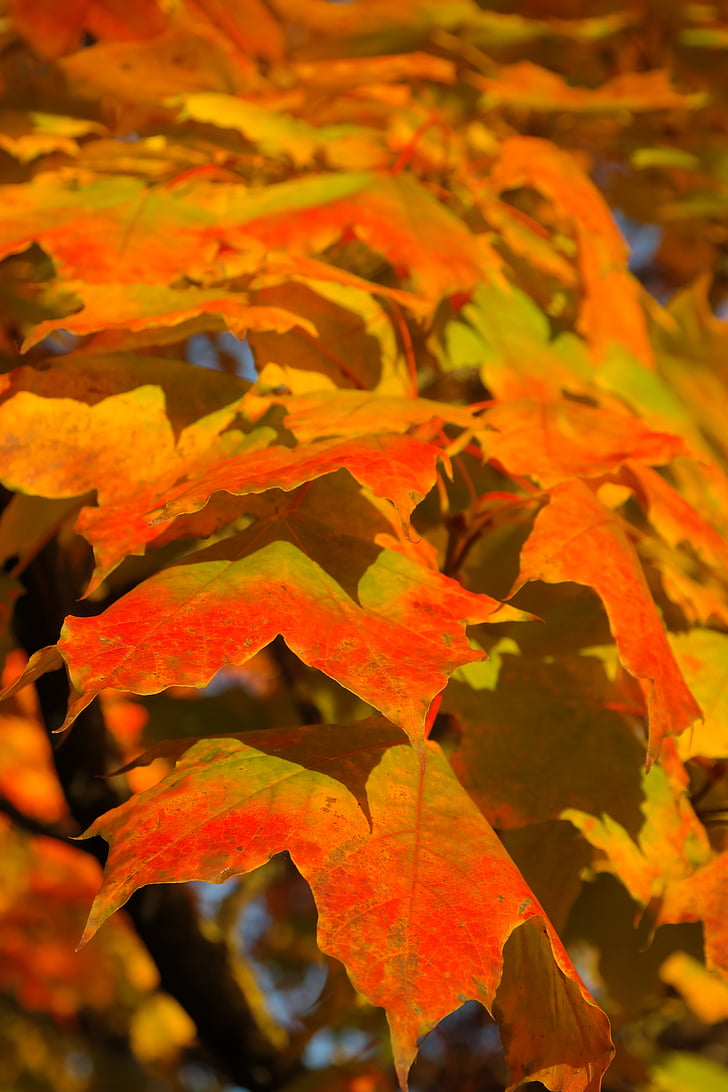 foglie, baldacchino, autunno, colore di caduta, ramo, acero, Acer platanoides