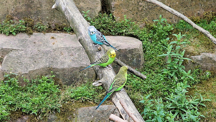 Budgie, птица, малък дългоопашат папагал, животни, дива природа фотография, ziervogel, перо
