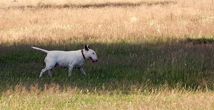 Bull terrier, pes, teriér, bílá, anglický bulteriér, Psí, domácí zvíře