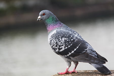 bird, pigeon, beautiful, colorful, osaka, japan, cute