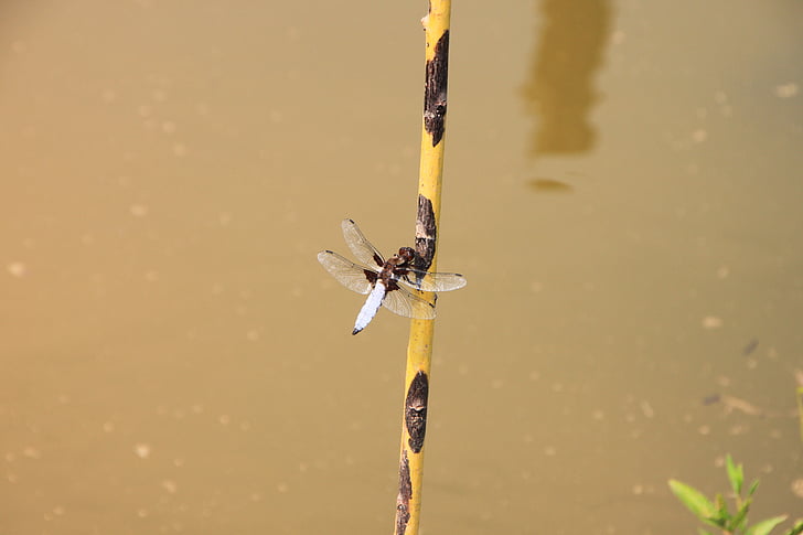 dragonfly, hanging, large, water, willow, insects, nature