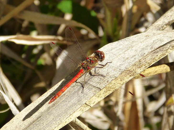 Dragonfly, punainen, lehti, punainen sudenkorento, haara, Kauneus, hyönteinen