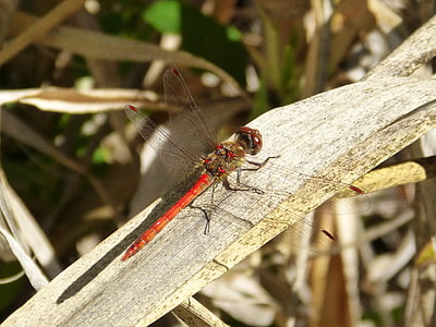 Dragonfly, punane, lehed, punane dragonfly, filiaali, Ilu, putukate