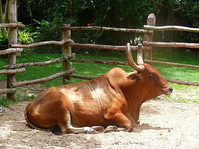Ox, говеда, едър рогат добитък, зебу, рог, ранчото