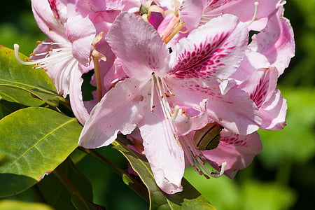 rododendro, Traub notas, doldentraub, inflorescências, Gênero, família das ericaceae, Ericaceae