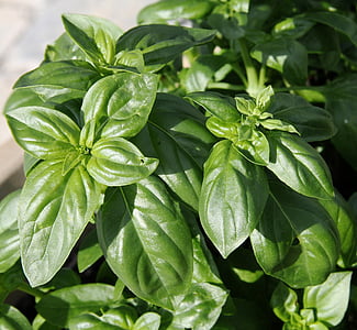 basil, plant, spice, herbs, season, leaf, herb