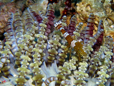pod vodou, Potápanie, podmorský, Ocean, Filipíny