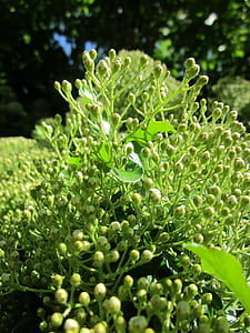 Pyracantha coccinea, firethorn, arbust, copac, Botanica, Flora, specii