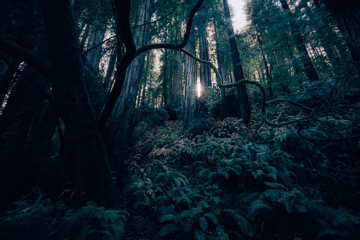 tamno, šuma, krajolik, svjetlo, misterij, priroda, stabla