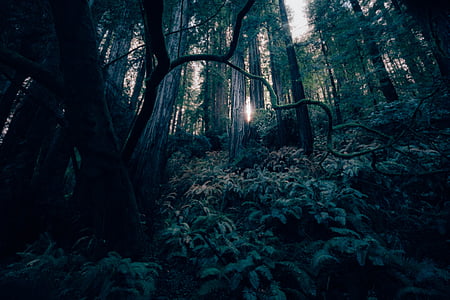 întuneric, pădure, peisaj, lumina, mister, natura, copaci