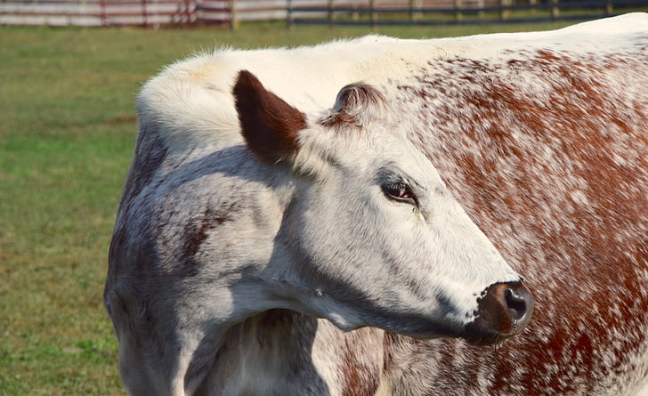 vaca, fazenda, Santuário de animais de fazenda de Woodstock, animal, mamífero, rural, campo