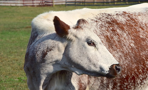 Cow, gård, Woodstock farm animal sanctuary, djur, däggdjur, landsbygdens, fältet