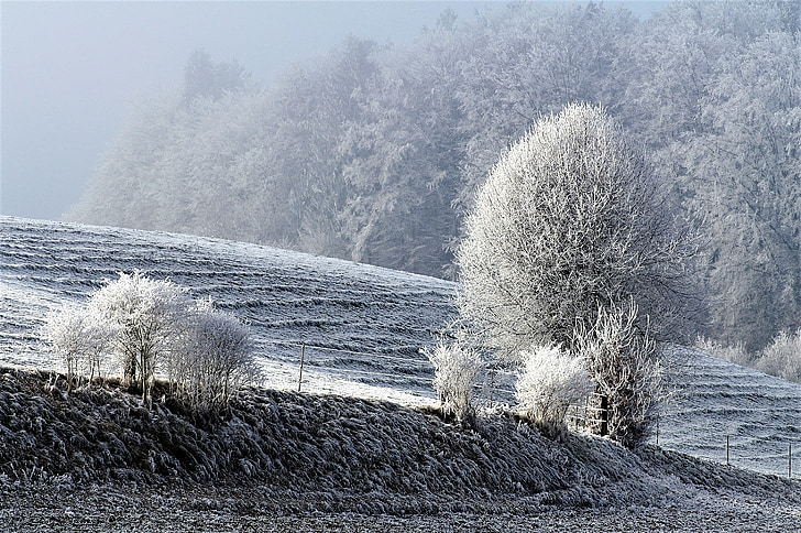 winter, snow, wintry, snowy, frost, winter magic, nature