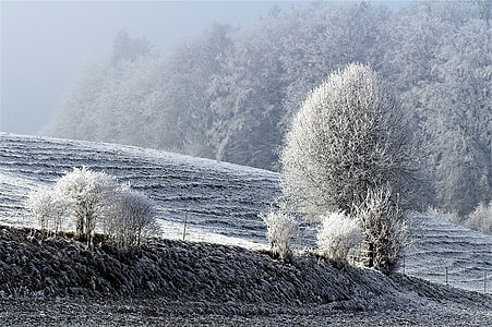 téli, hó, téli, havas, fagy, téli varázslat, természet