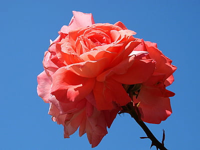 pink, roses, flower, blue background, blue, sky, floral
