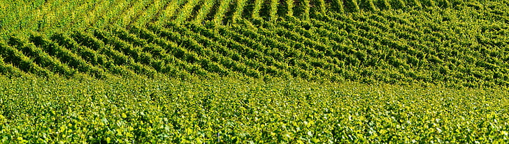 vineyard, relief, background, shades of green, winegrowing, wine, vines