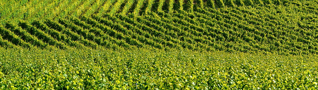 vineyard, relief, background, shades of green, winegrowing, wine, vines