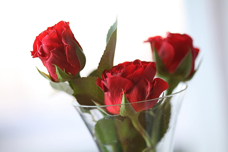 roser, hendene hjelp, rød, følelser, vase, Valentinsdag, glad