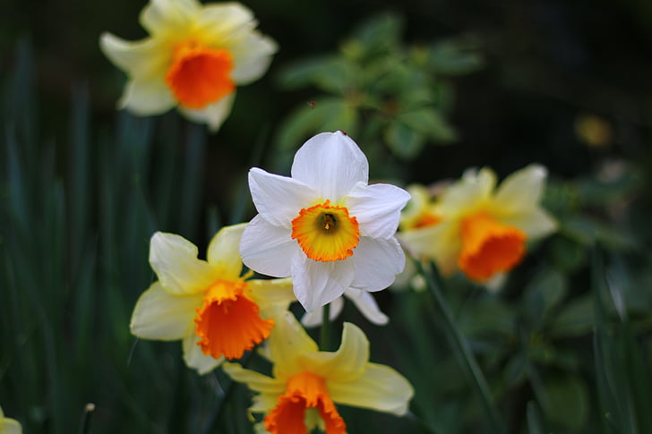 Daffodil, bunga, musim semi, alam, Taman, bunga musim semi