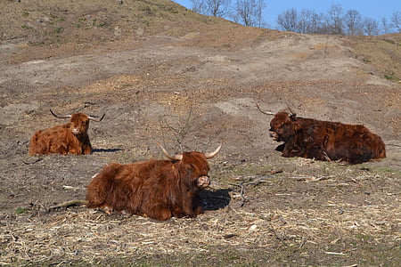 vache highland écossaise, Highland cattle, kyloe, vaches