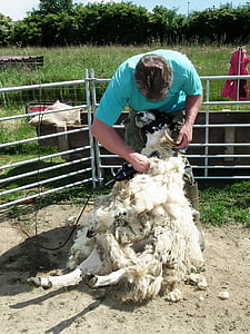 shearing, sheep, wool, sheep's wool, shearing sheep, sheepskin, farm
