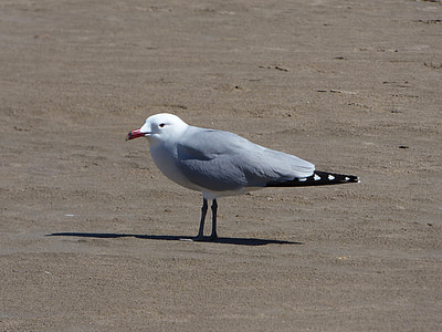 lokki, Audouin's gull, ichthyaetus audouinii, Gavina corsa, Sand, Beach, Ebron suiston