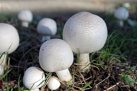 cogumelo, Agaricus, Branco, fungo, fungos, natureza, grama