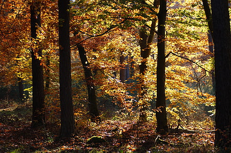 høst, skog, trær, unna, natur, blader, fall farge
