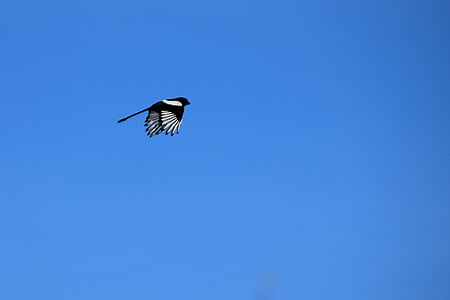 Elster, ocell, volar, pica pica, vol, Corb ocell, fotografia de la natura