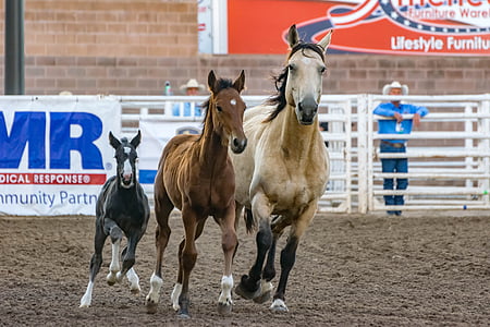 állatok, cowboy, ló, Csikó, lovak, verseny, talaj