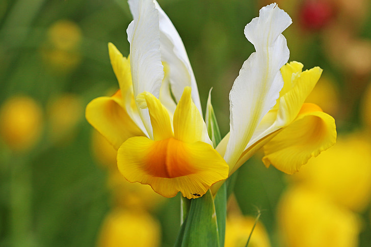 Pavasaris, dārza, pavasara ziedu, puķe, irisa, dzeltena, balta