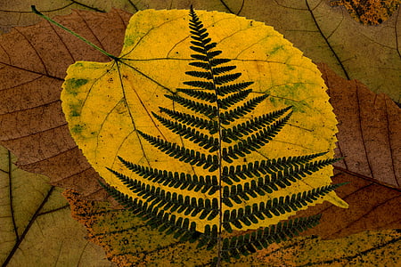 leaves, composition, color, dry leaves, arrangement, foliage, design