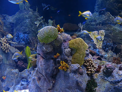 Reef, korallrev, svamper, akvarium, undervanns, sjøen, natur