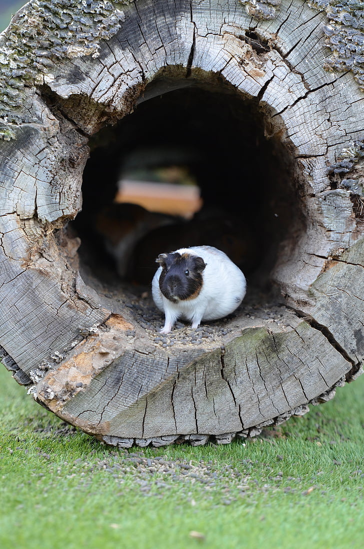 guinea pig, zoo, sweet, external attitude, eat, small, animal