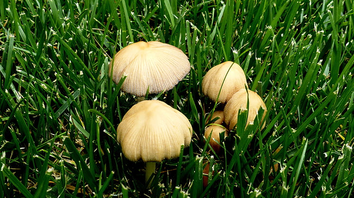 toadstools, mushroom, lawn, fungi, plant