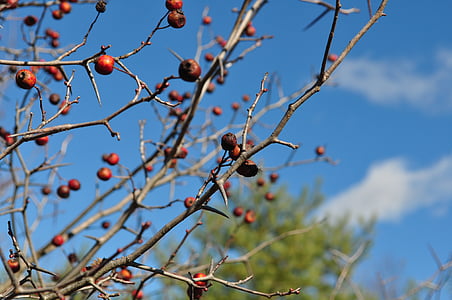 hawthorn, fall, trees, branch, nature, tree, fruit