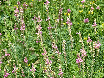 Trepadella llavor, Trepadella, flor, flor, planta, Onobrychis viciifolia, plat Trepadella