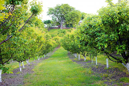 aprikos orchard, gamle, valnøtt, trær, våren, landbruk, gresset