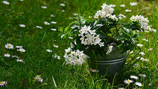 jasmin, solanum jasminoides, meadow, arrangement, daisy, mother's day, birthday