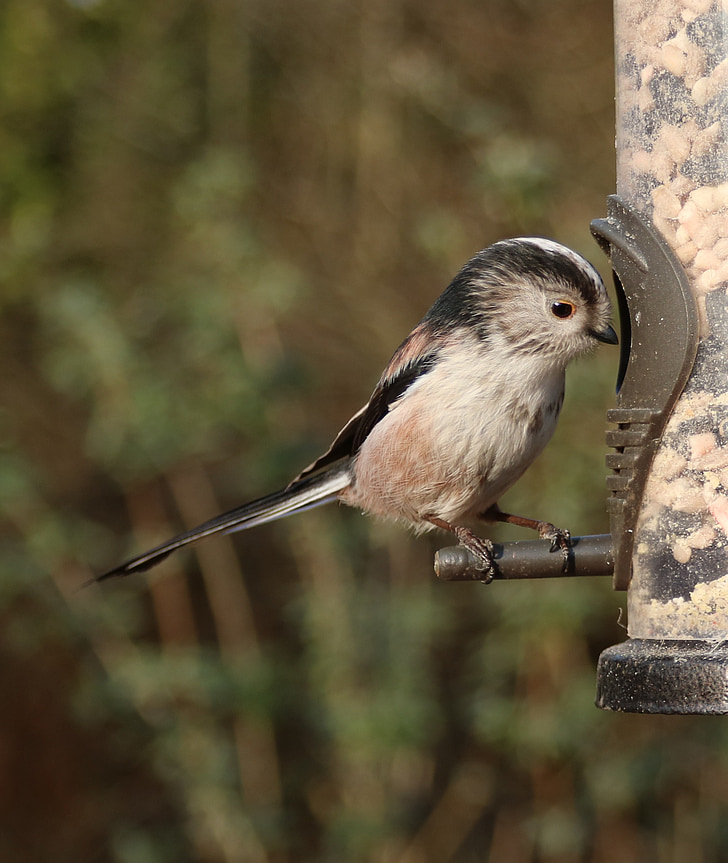 long tailed tit, cute, bird, longtailed, small, tailed, tit