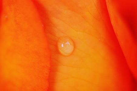 Rosa, taronja, imatge de fons, gota d'aigua, pipa, flor, flor rosa