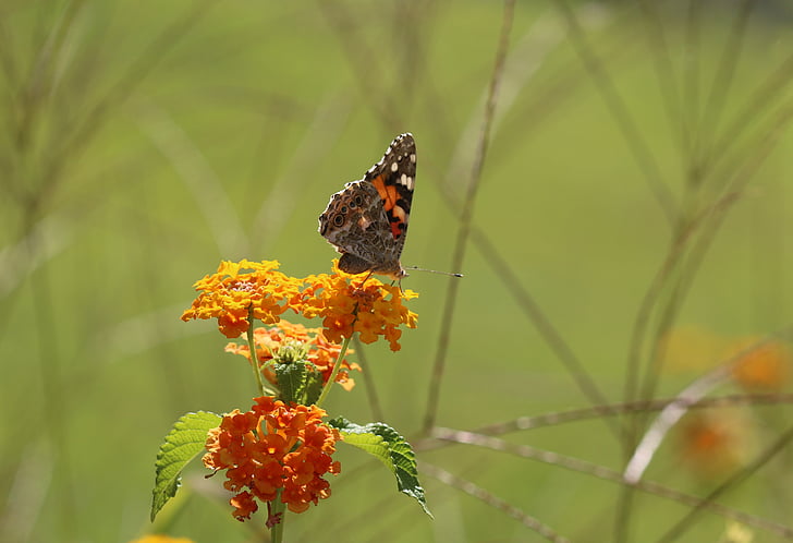 butterfly, macro, close, green field, animal, spring, flower