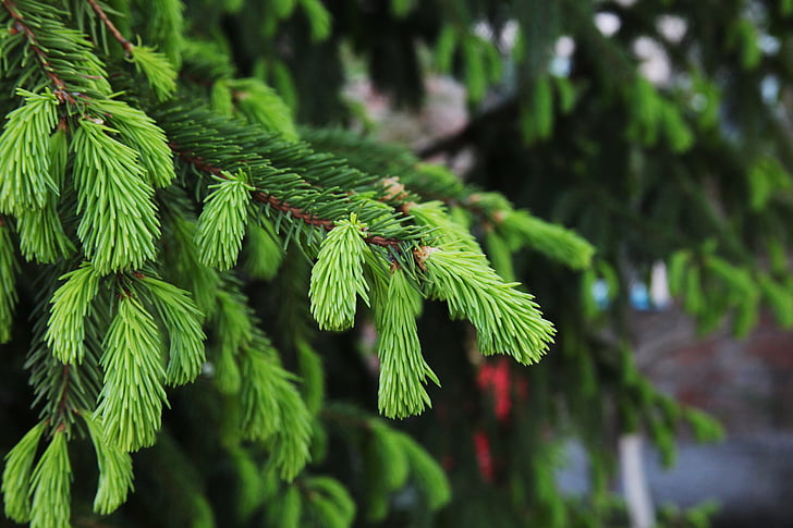 Spruce, pohon hijau, jarum, tunas baru, closeup, hijau, cabang
