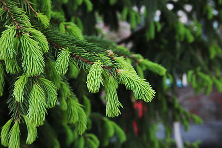 spruce, green tree, needles, new shoots, closeup, green, branch
